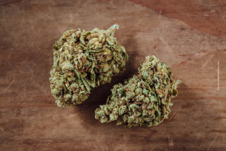 Autoflowering Cannabis: Anbau, Ernte & Anleitung