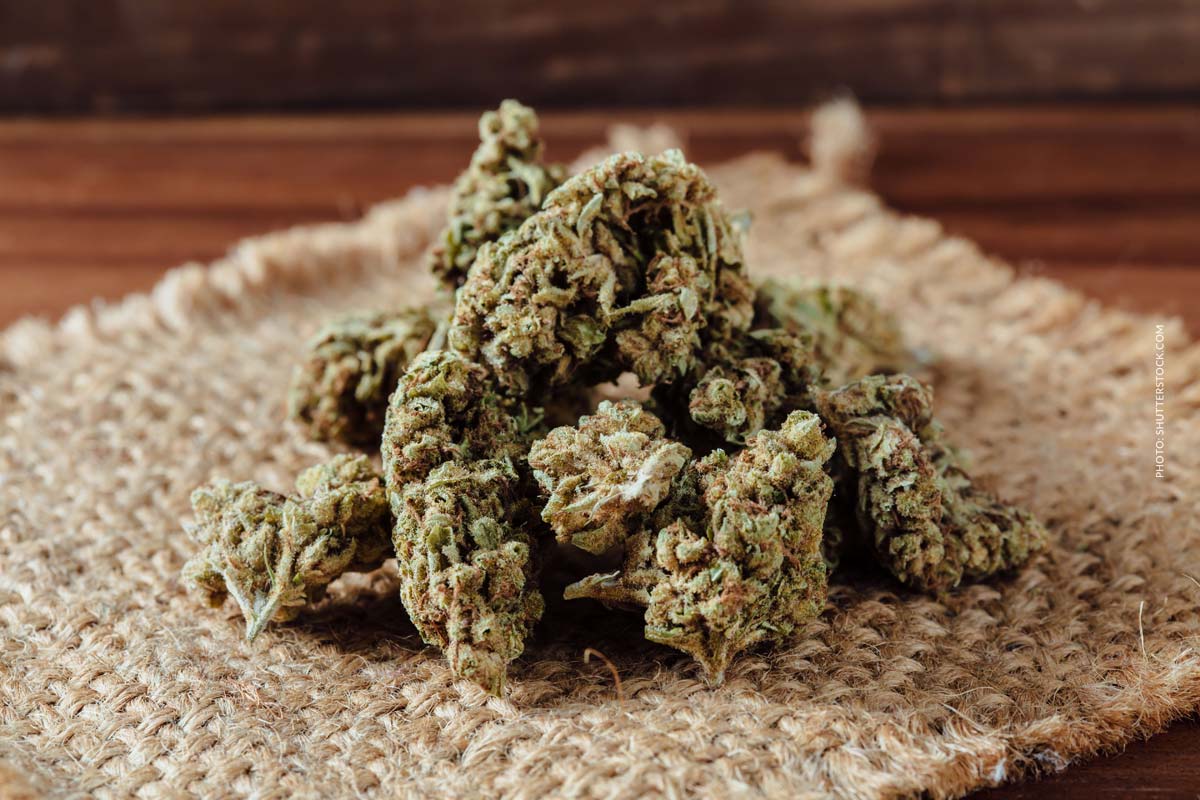 Skywalker OG: Sorte, Aroma & THC Gehalt