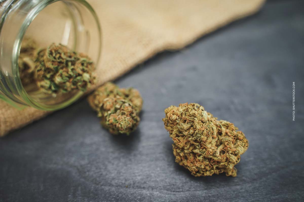 Blueberry Muffin: Sorte, Wirkung & THC Gehalt
