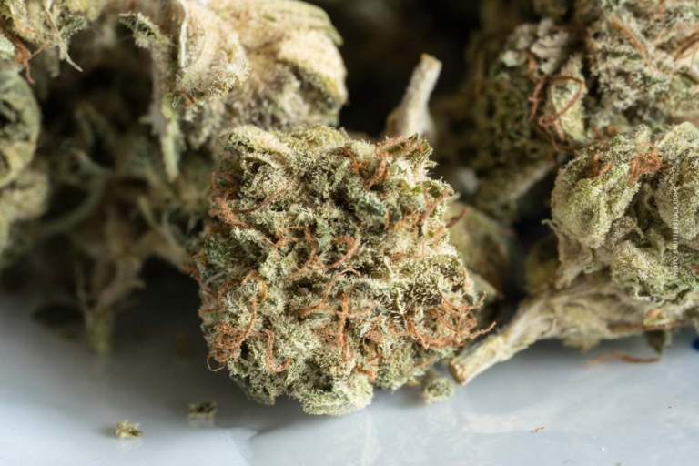 Zkittlez: Sorte, Wirkung & THC Gehalt