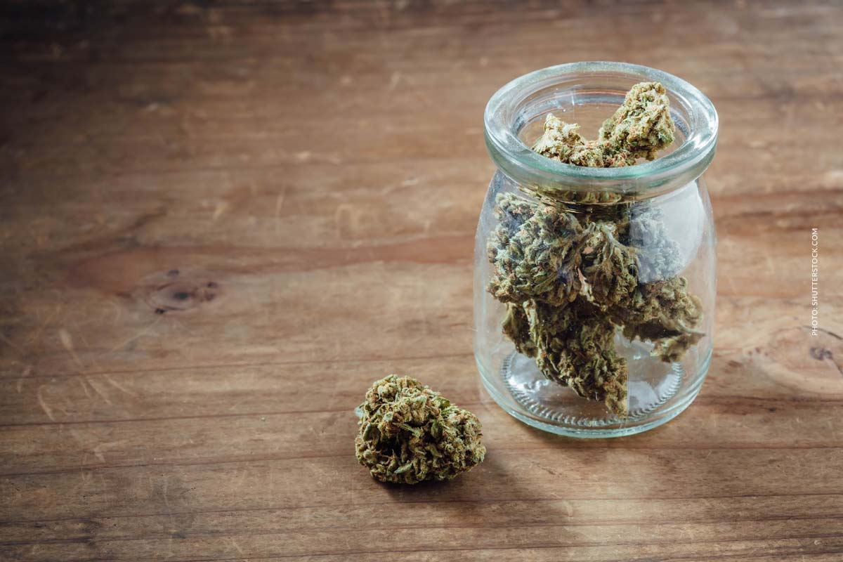 White Gorilla: Sorte, Aroma & THC Gehalt