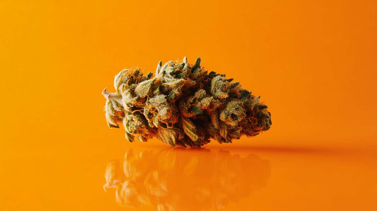 Tangie Chem: Sorte, Aroma & THC Gehalt