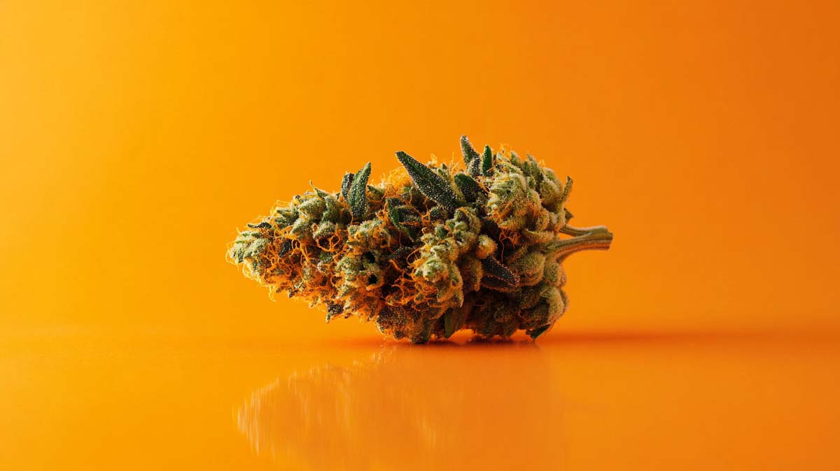 Cannabis-Wirkung verstärken oder abschwächen: Intensität, Einfluss & Kontrolle