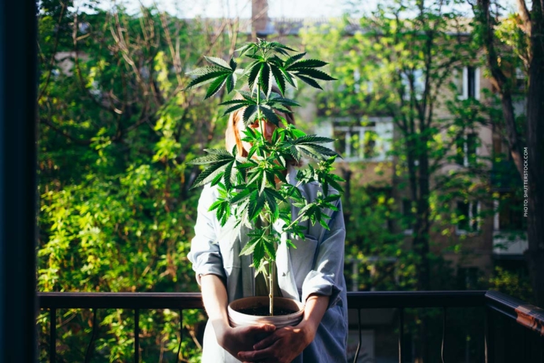 Cannabis Anbau legal: Recht, Pflanzen, Ertrag & Sortenwahl