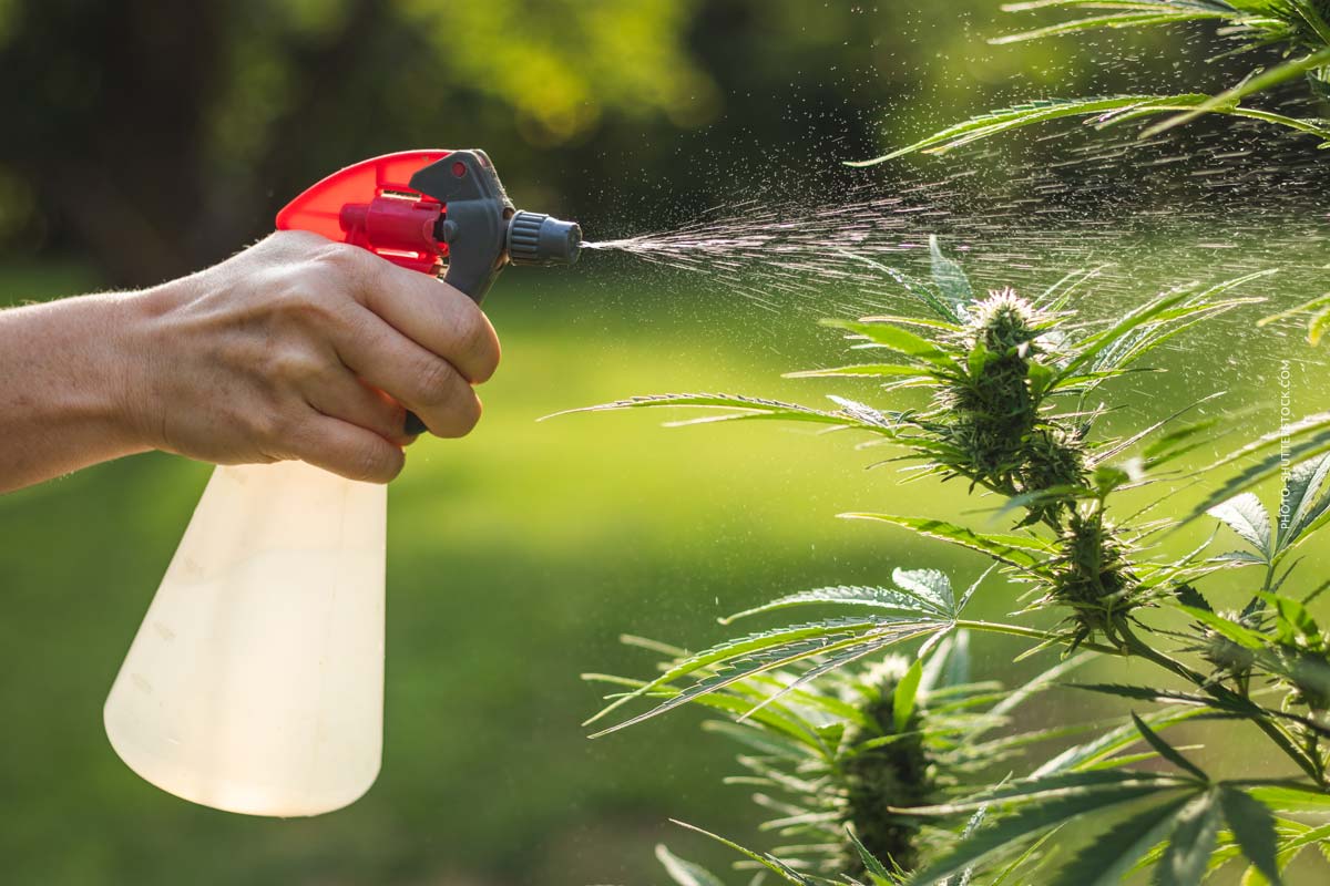 Pistillen Cannabis: Funktion, Farbe und Reifegrad der Blüte
