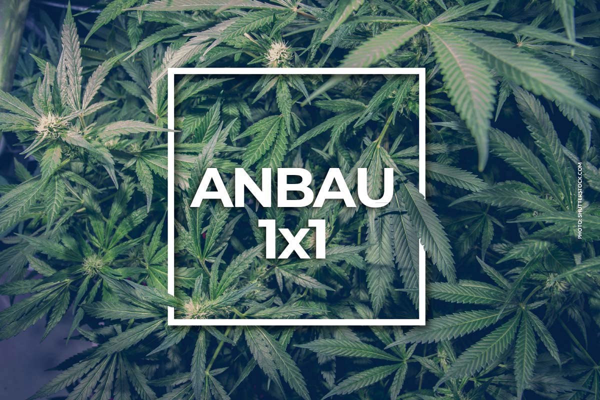 Cannabutter selber machen: Zubereitung, Anwendung & Wirkung