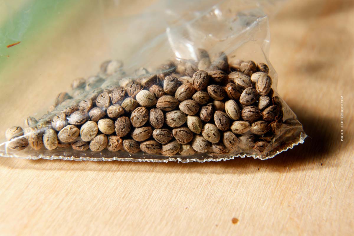 Cannabis Anbau und Qualitätskontrolle: Züchtung, Ertrag & Prüfung