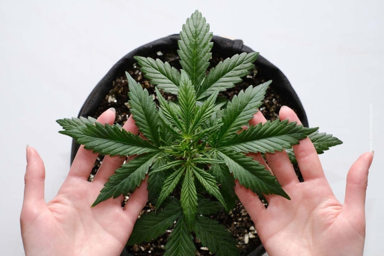Cannabis Anbau Wachstum 3/9: Anzucht, Nährstoffe, Beleuchtung & Pflege