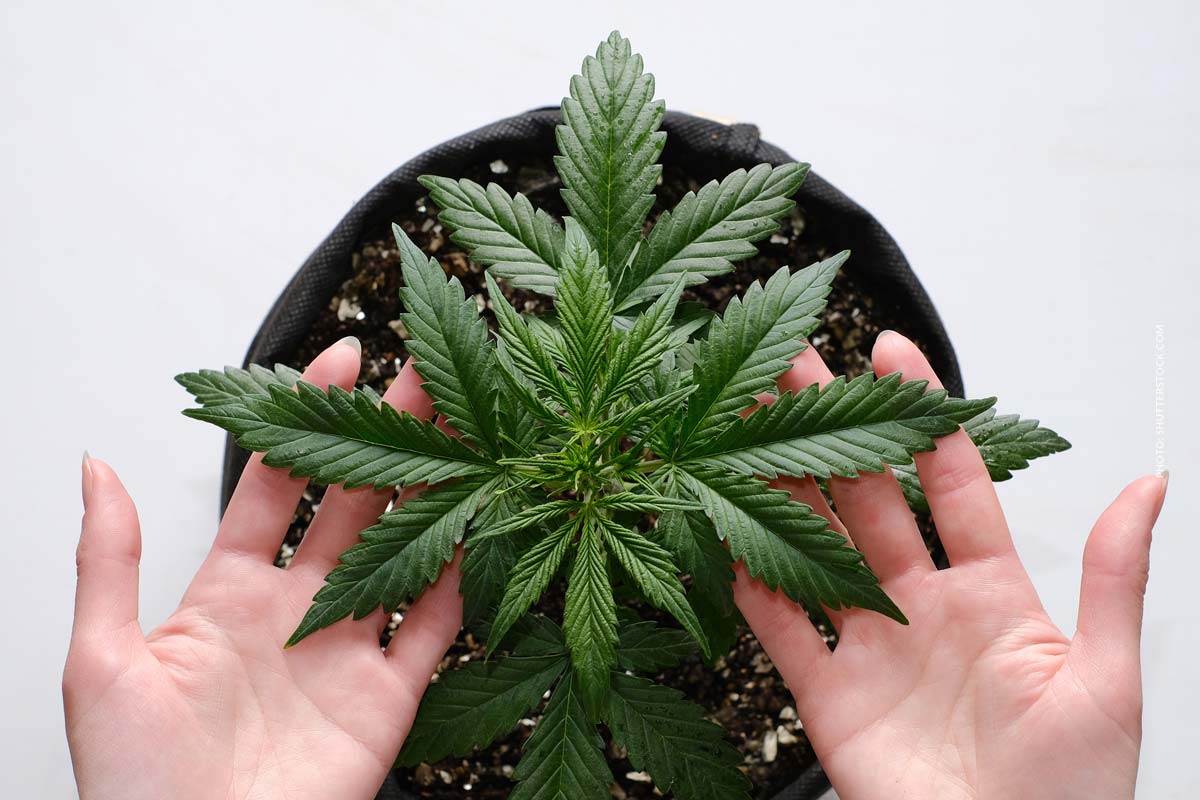 Cannabis Anbau Wachstum 3/9: Anzucht, Nährstoffe, Beleuchtung & Pflege