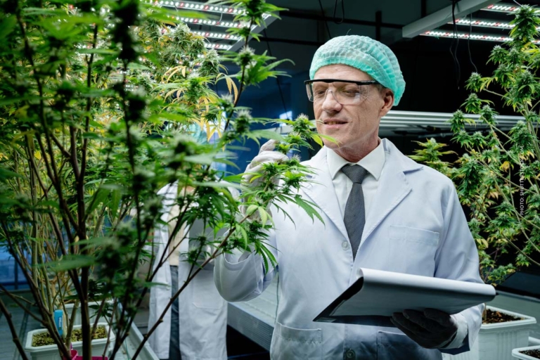Bedrocan vs Cannamedical: Qualität, Preis & Anwendung