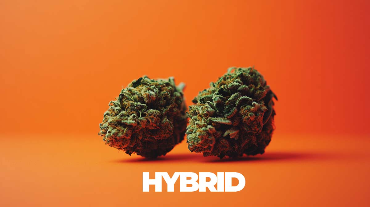 Cannabis Sorten Sommer: Neue Strains, fruchtig, süß, exotisch