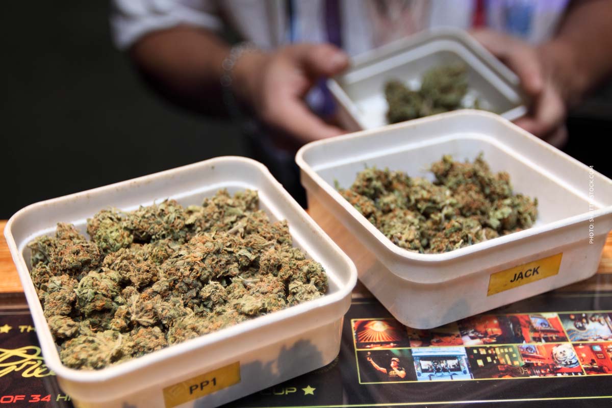 Cannabis Nachrichten: Deutschland, Gesetz bis Auto fahren – Die News