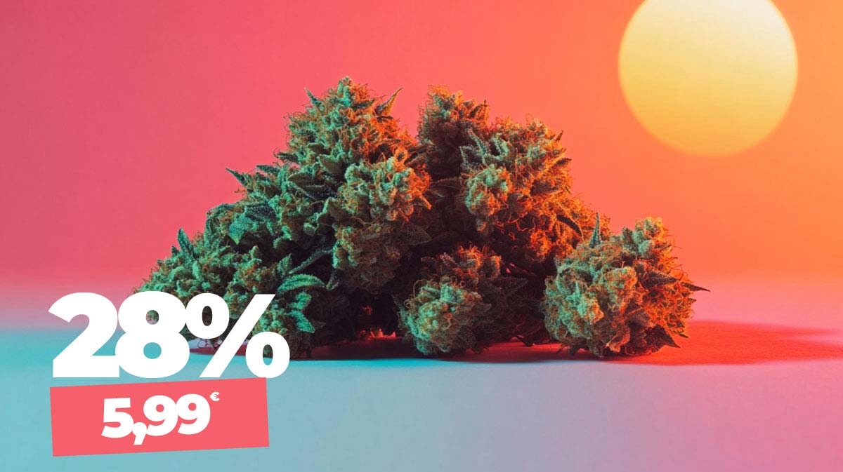 Sour Sundae: Sorte, Aroma, Wirkung & THC Gehalt