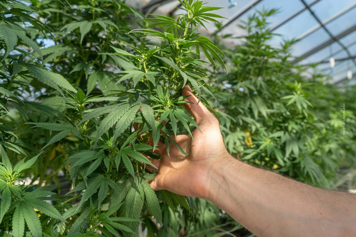 Cannabis Uruguay: Recht, Medizin & Markt