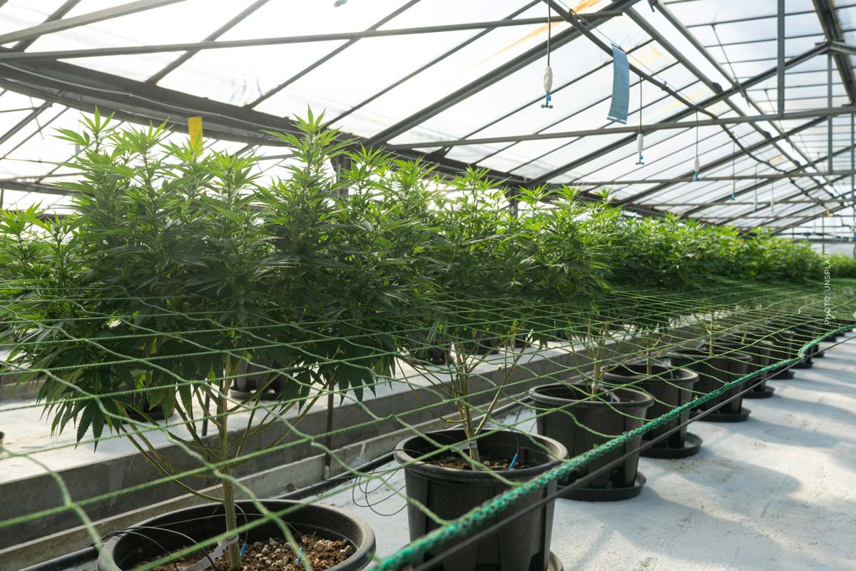 SPD Cannabis: Legalisierung, Anbau, Social Clubs & Co.