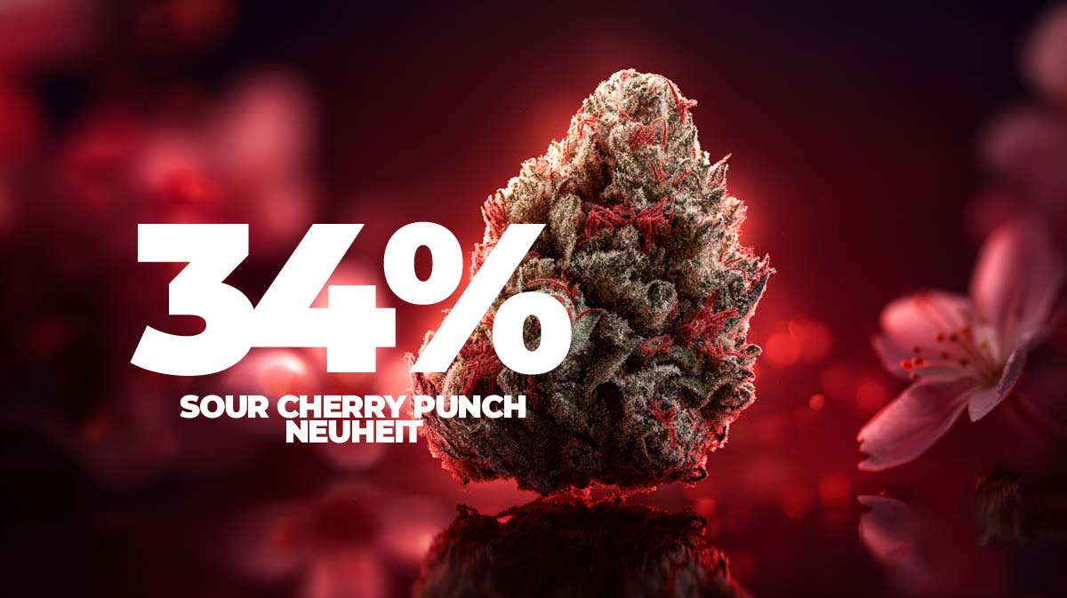 Sour Cherry Punch: Sorte, Aroma & THC Gehalt