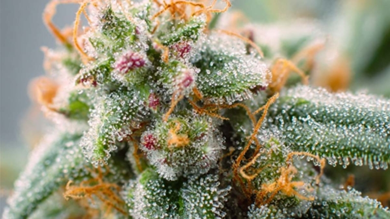 CBD bei Rückenschmerzen: Linderung, Anwendung & Erfahrung