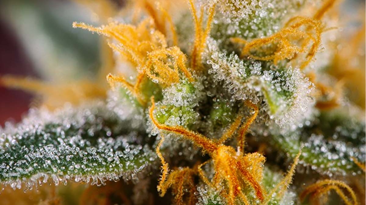 Kampfer Cannabis Terpen: Aroma, Geschmack, Effekt & Wirkung