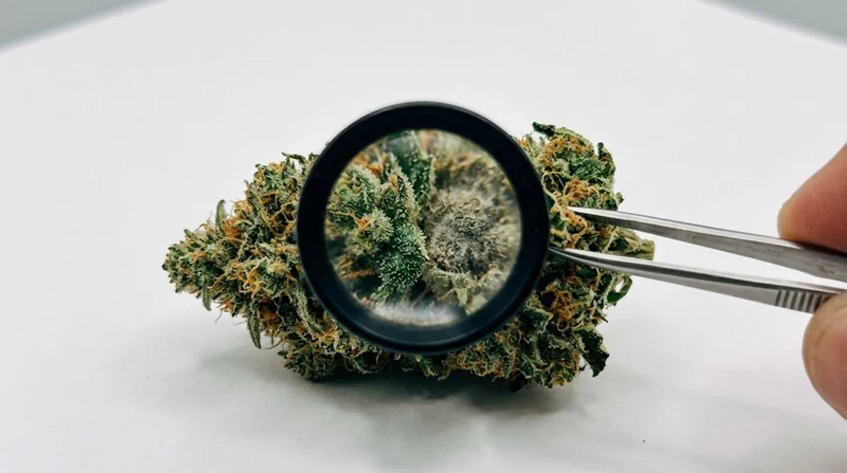 Decarboxylierung: Prozess, Cannabis & Anwendung